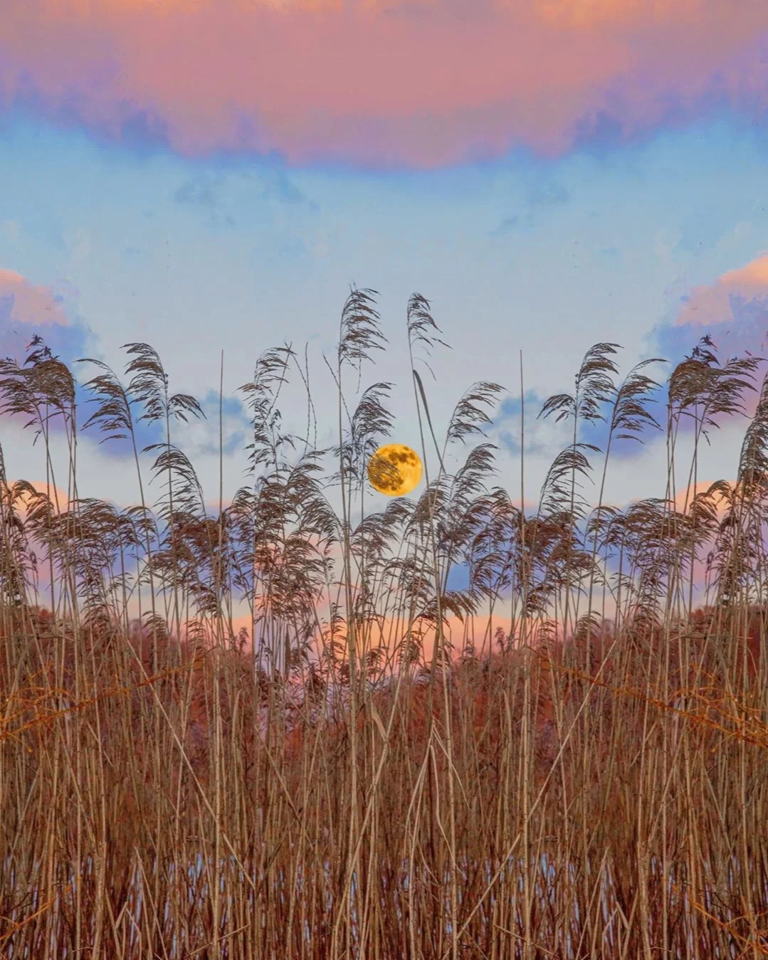 2026年农历新年杂记